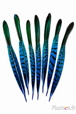 Fasan Lady Armherst - 20-23 cm - blau-schwarz